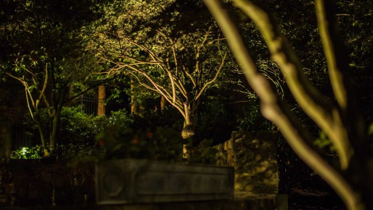 Specimen tree uplighting in a McLean, VA garden