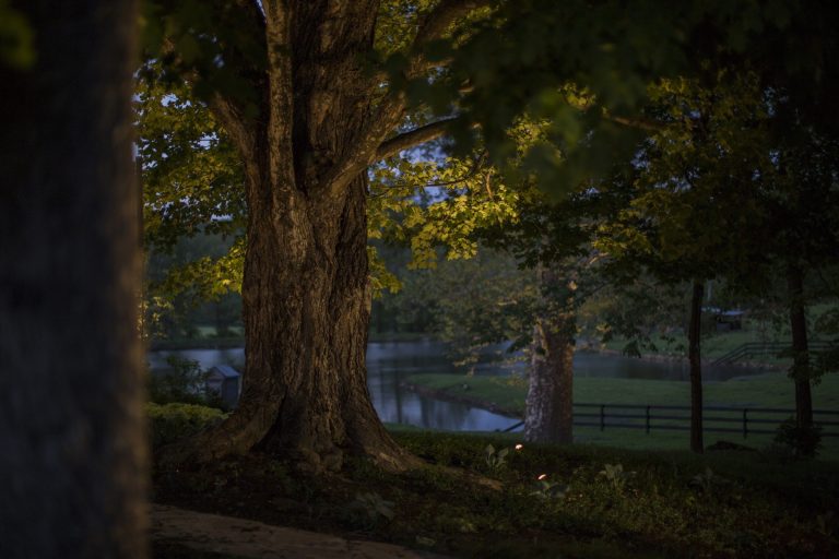 Large mature tree trunk and canopy uplit beside a pond and horse fence at night in western Loudoun County