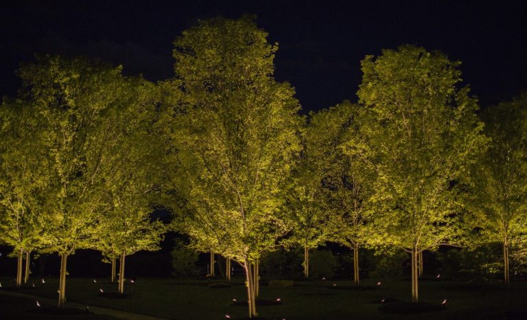 A row of tall deciduous trees evenly uplit against a dark night sky on a farm property in western Loudoun County