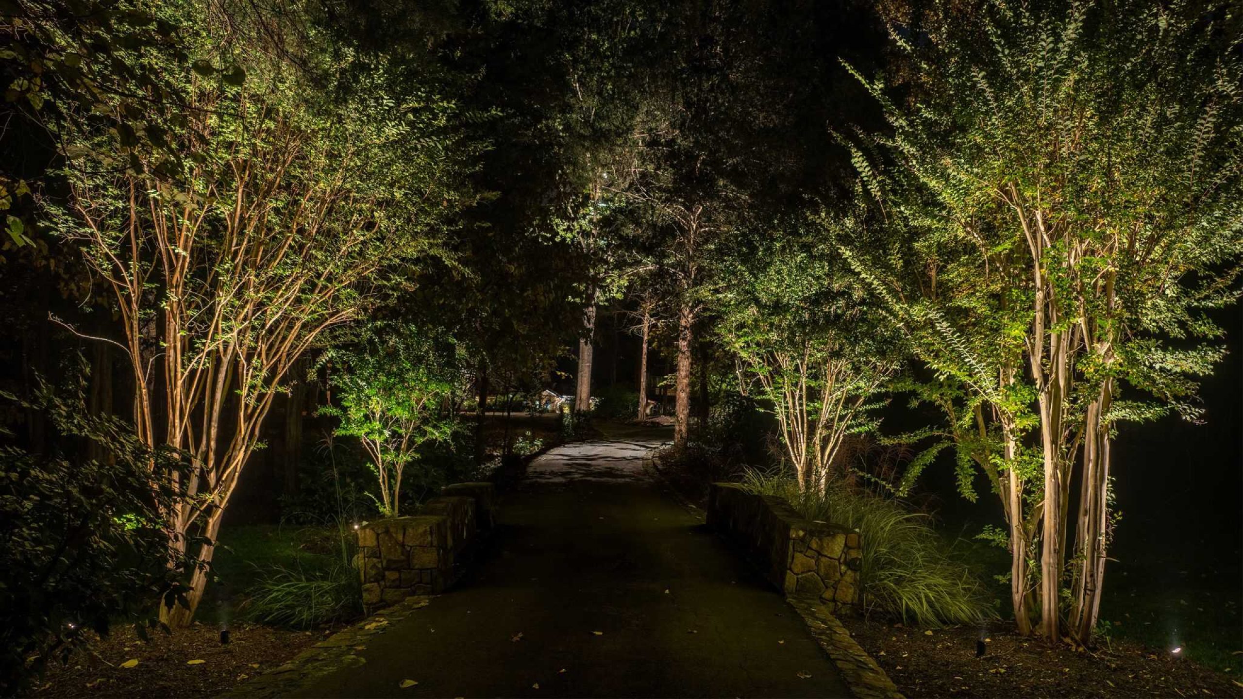 A wooded driveway in Catharpin, VA at night, with uplit trees lining the way.